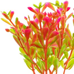Kruger Meier Plant Fluo Pink - roślinka sztuczna Kruger Meier
