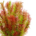 Kruger Meier Plant Riverweed - roślinka sztuczna Kruger Meier