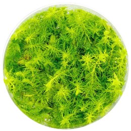 Myriophyllum Aquaticum - Invitro mały kubek Eco Plant