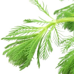 Myriophyllum Aquaticum - Invitro mały kubek Eco Plant