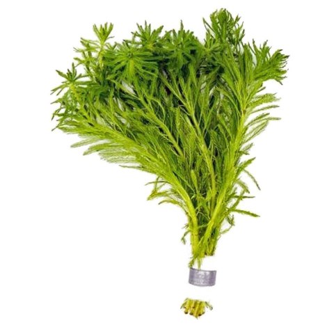 Myriophyllum Aquaticum - Invitro mały kubek Eco Plant Myriophyllum Aquaticum - Invitro mały kubek Eco Plant