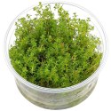 Myriophyllum Aquaticum - Invitro mały kubek Eco Plant