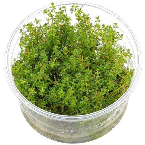 Myriophyllum Aquaticum - Invitro mały kubek Eco Plant Myriophyllum Aquaticum - Invitro mały kubek Eco Plant