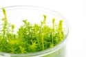 Myriophyllum Aquaticum - Invitro mały kubek Eco Plant