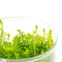 Myriophyllum Aquaticum - Invitro mały kubek Eco Plant