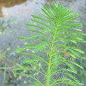 Myriophyllum Aquaticum - Invitro mały kubek Eco Plant
