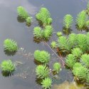 Myriophyllum Aquaticum - Invitro mały kubek Eco Plant