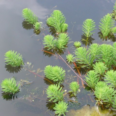 Myriophyllum Aquaticum - Invitro mały kubek Eco Plant Myriophyllum Aquaticum - Invitro mały kubek Eco Plant