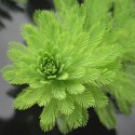 Myriophyllum Aquaticum - Invitro mały kubek Eco Plant