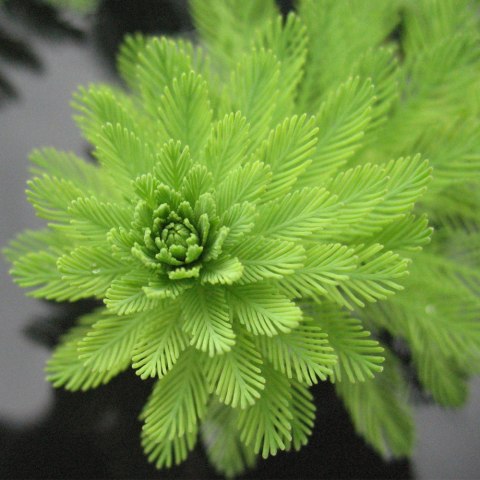 Myriophyllum Aquaticum - Invitro mały kubek Eco Plant Myriophyllum Aquaticum - Invitro mały kubek Eco Plant