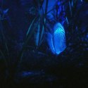 Aquael Moonlight LED - Oświetlenie nocne Aquael
