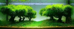 Seachem Flourish Advance 50ml - przyspiesza wzrost roślin Seachem