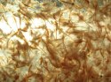 Ocean Nutrition Brine Shrimp Eggs 20g - jaja artemii Ocean Nutrition