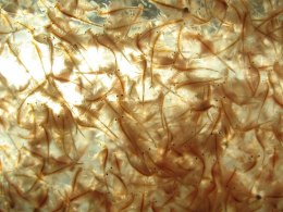 Ocean Nutrition Brine Shrimp Eggs 20g - jaja artemii Ocean Nutrition