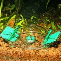 JBL LimCollect - pułapka na ślimaki do akwarium JBL