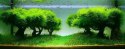 Seachem Flourish Glue (2szt) Seachem Seachem Flourish Glue (2szt) Seachem