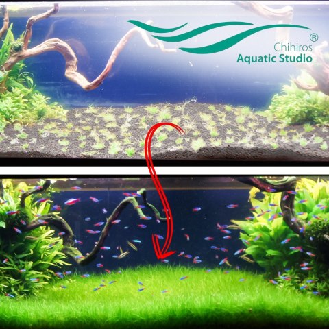 Chihiros Aqua Soil 9l - podłoże do akwarium roślinnego Chihiros Chihiros Aqua Soil 9l - podłoże do akwarium roślinnego Chihiros