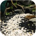 Eco Plant Black River 1kg - żwirek czarny 2-4mm Eco Plant