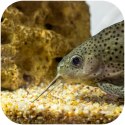 Eco Plant Natural River 1kg - żwir rzeczny 1-3mm Eco Plant Eco Plant Natural River 1kg - żwir rzeczny 1-3mm Eco Plant