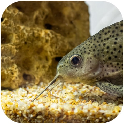 Eco Plant Natural River 1kg - żwir rzeczny 1-3mm Eco Plant Eco Plant Natural River 1kg - żwir rzeczny 1-3mm Eco Plant