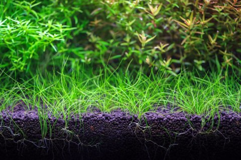 NEO Soil Shrimp Powder 3l - drobne podłoże do krewetkariów NEO MEDIA NEO Soil Shrimp Powder 3l - drobne podłoże do krewetkariów NEO MEDIA