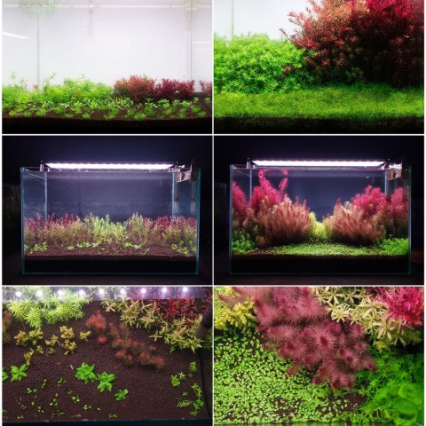Neo Soil Plant No CO2 - podłoże do akwarium roślinnego 8l NEO MEDIA Neo Soil Plant No CO2 - podłoże do akwarium roślinnego 8l NEO MEDIA