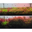 Neo Soil Plant No CO2 - podłoże do akwarium roślinnego 8l NEO MEDIA