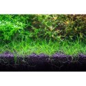 Neo Soil Plant Normal 3l - podłoże do akwarium roślinnego NEO MEDIA