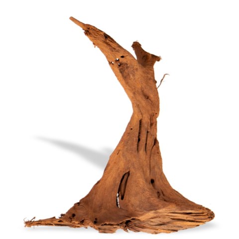 Philippines Classic Driftwood - drzewo mangrowca z wody M 25cm - 30cm Terrario Philippines Classic Driftwood - drzewo mangrowca z wody M 25cm - 30cm Terrario