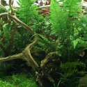 YOKUCHI JANGURU SOIL 1L - podłoże dla roślin tropikalnych YOKUCHI
