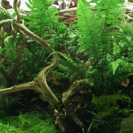YOKUCHI JANGURU SOIL 1L - podłoże dla roślin tropikalnych YOKUCHI