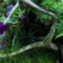 YOKUCHI JANGURU SOIL 1L - podłoże dla roślin tropikalnych YOKUCHI