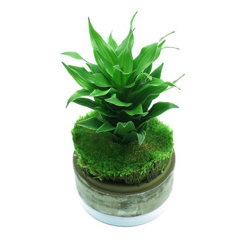 YOKUCHI JANGURU SOIL 1L - podłoże dla roślin tropikalnych YOKUCHI YOKUCHI JANGURU SOIL 1L - podłoże dla roślin tropikalnych YOKUCHI