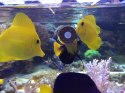 AF Calanidae Clip 100g - pokarm w krążkach z przyssawką Aquaforest AF Calanidae Clip 100g - pokarm w krążkach z przyssawką Aquaforest