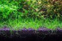 NEO Soil Shrimp 3l - podłoże do krewetkariów NEO MEDIA