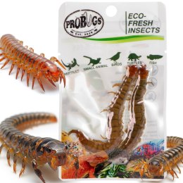 ProBugs Eco-Fresh Scolopendra Centipede 2pcs - świeże skolopendry ProBugs