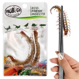 ProBugs Eco-Fresh Scolopendra Centipede 2pcs - świeże skolopendry ProBugs
