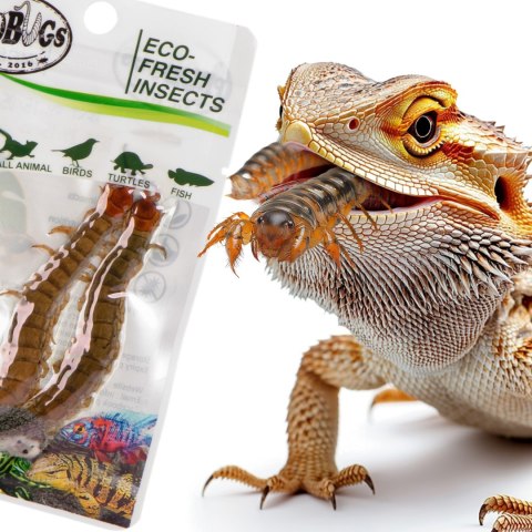 ProBugs Eco-Fresh Scolopendra Centipede 2pcs - świeże skolopendry ProBugs ProBugs Eco-Fresh Scolopendra Centipede 2pcs - świeże skolopendry ProBugs
