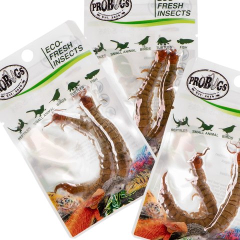 ProBugs Eco-Fresh Scolopendra Centipede 2pcs - świeże skolopendry ProBugs ProBugs Eco-Fresh Scolopendra Centipede 2pcs - świeże skolopendry ProBugs