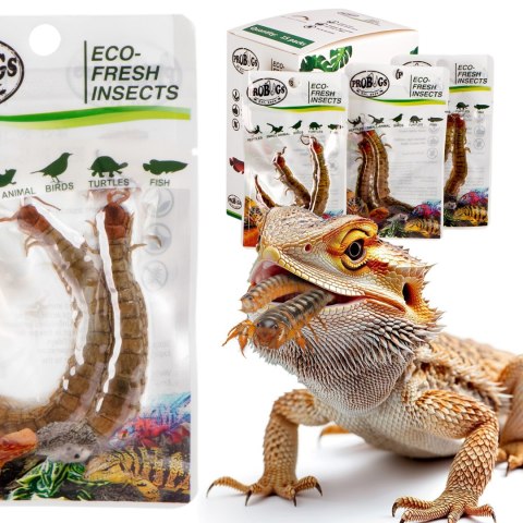 ProBugs Eco-Fresh Scolopendra Centipede 2pcs - świeże skolopendry ProBugs ProBugs Eco-Fresh Scolopendra Centipede 2pcs - świeże skolopendry ProBugs