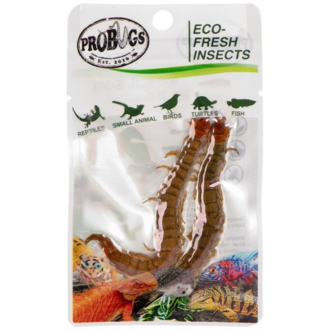 ProBugs Eco-Fresh Scolopendra Centipede 2pcs - świeże skolopendry ProBugs ProBugs Eco-Fresh Scolopendra Centipede 2pcs - świeże skolopendry ProBugs