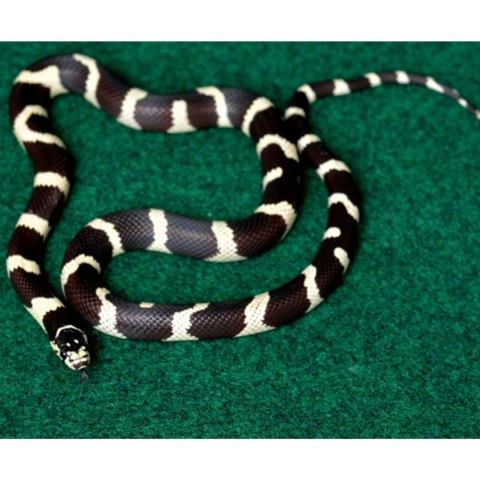 Repti-Zoo Carpet Mat - podłoże do terrarium Repti-Zoo Repti-Zoo Carpet Mat - podłoże do terrarium Repti-Zoo