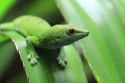 Repti-Zoo Terrarium AK 21x31x15 Repti-Zoo