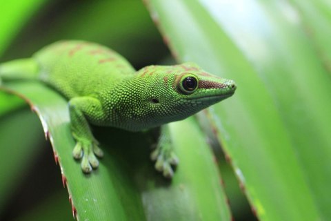 Repti-Zoo Terrarium AK 21x31x15 Repti-Zoo Repti-Zoo Terrarium AK 21x31x15 Repti-Zoo