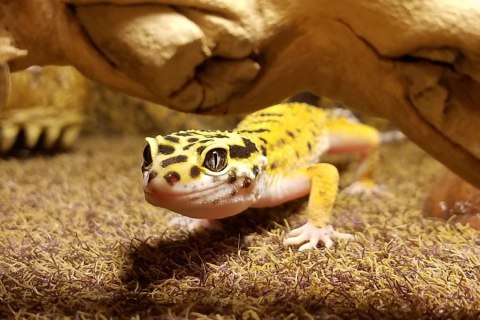 Repti-Zoo Terrarium AK 21x31x15 Repti-Zoo Repti-Zoo Terrarium AK 21x31x15 Repti-Zoo