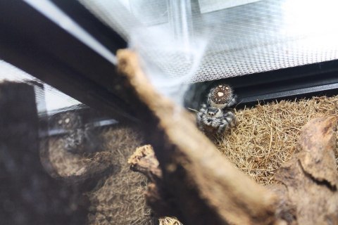 Repti-Zoo Terrarium AK 21x31x15 Repti-Zoo Repti-Zoo Terrarium AK 21x31x15 Repti-Zoo