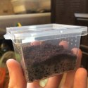 Terrario Insect Box Mini - terrarium dla owadów 6,5 x 6,5 x 4,5 cm Terrario