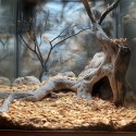 Aventerra Sweden DRAGOON Beech Large 4l - duże zrębki bukowe Aventerra