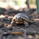 Aventerra Sweden TESTUDO Baby 4l - podłoże dla młodych żółwi Aventerra