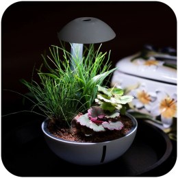 Chihiros Tiny Terrarium Egg - terrarium do hodowli roślin i gadów Chihiros